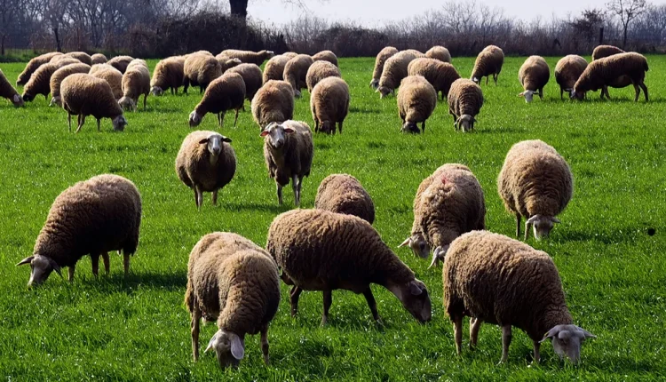 Απελπισμένοι-οι-κτηνοτρόφοι