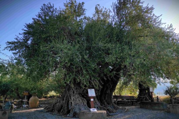 Η-Γηραιότερη-Ελιά-της-Πελοποννήσου-εντάσσεται-στο-Δίκτυο-Αιωνόβιων-Δέντρων-Ελληνικής-Επανάστασης