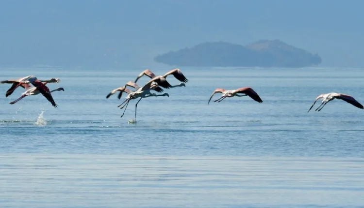 Εντυπωσιακές-εικόνες-από-φλαμίνγκο-και-αποδημητικά-πτηνά-στον-υδροβιότοπο-της-Νέας-Κίου