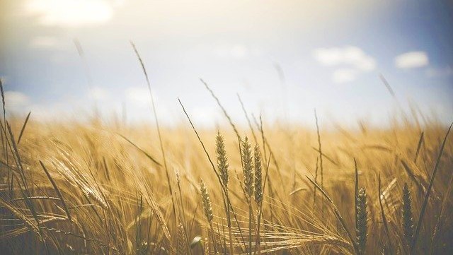 Να-αφήσουμε-τον-λόγο-Του-να-καρποφορήσει-μέσα-μας