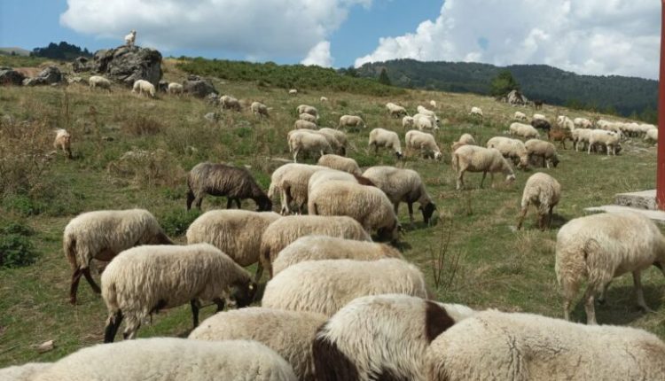 Προτάσεις-για-τη-στήριξη-της-κτηνοτροφίας-στο-ΥΠΑΑΤ-από-την-Περιφέρεια-Δυτ-Ελλάδας-–-ertnews.gr