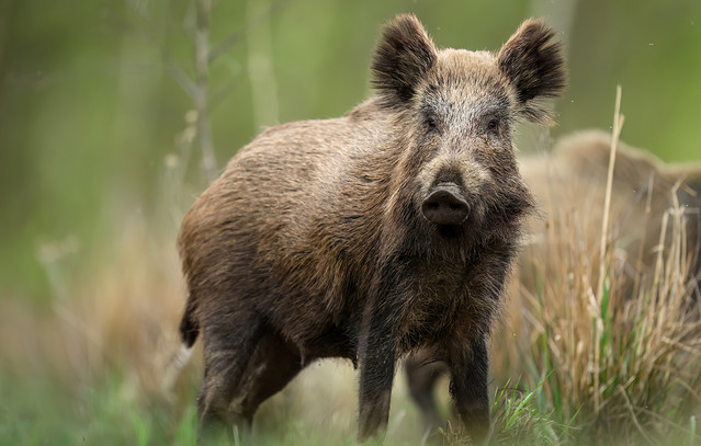 Κυνηγός-δέχτηκε-επίθεση-από-αγριογούρουνο-στα-Γρεβενά-–-Νοσηλεύεται-με-60-ράμματα-στην-πλάτη