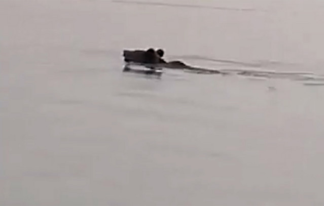 Απίστευτο-θέαμα-στη-λίμνη-Πολυφύτου-–-Αρκούδα-διέσχισε-κολυμπώντας-2,5-χιλιόμετρα