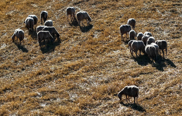 Καθηγητές-για-την-ευλογιά-των-αιγοπροβάτων:-Μοναδική-σωστή-στρατηγική-η-αυστηρή-τήρηση-των-μέτρων-βιοασφάλειας