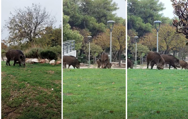 Αγριογούρουνα-στην-κεντρική-πλατεία-Θρακομακεδόνων-–-Ανενόχλητα-ανάμεσα-σε-καφέ-και-επιχειρήσεις-–-Δείτε-το-βίντεο