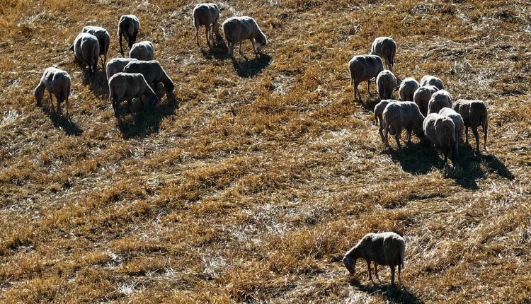 Καθηγητές-για-την-ευλογιά-των-αιγοπροβάτων