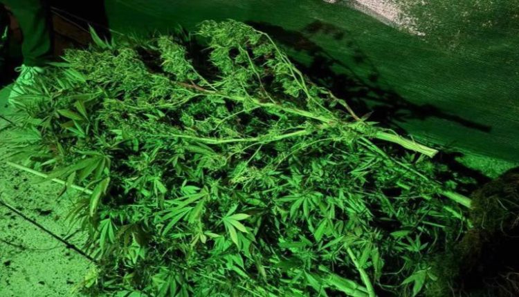 Εντοπίστηκε-πλήρως-εξοπλισμένο-εργαστήριο-καλλιέργειας-κάνναβης-σε-σπίτι-στο-Γαλάτσι