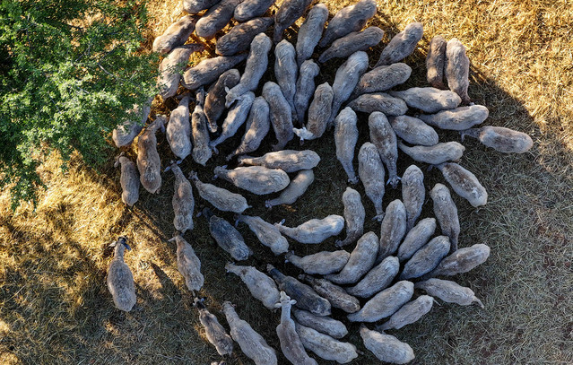 Συναγερμός-για-τα-εμβόλια-κατά-της-ευλογιάς-των-προβάτων-που-μπαίνουν-παράνομα-στη-χώρα-–-Είναι-επικίνδυνα,-λένε-οι-ειδικοί
