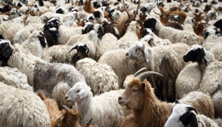 Άμεση-προκαταβολή-αποζημίωσης-για-την-ευλογιά-ζητά-ο-Περιφερειάρχης-Δυτ-Ελλάδας-–-ertnews.gr