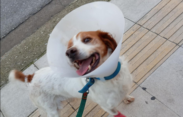 Εκτός-κινδύνου-ο-σκύλος-που-κακοποιήθηκε-στην-Ηλεία:-«Περπατάει,-είναι-χαρούμενος»,-λέει-η-φιλοζωική