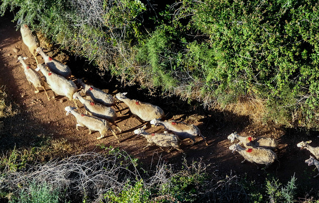 Αντίστροφη-μέτρηση-για-τα-μέτρα-που-θα-παρθούν-για-την-ευλογιά-των-προβάτων-–-«Ο-εμβολιασμός-θα-είναι-η-τελευταία-λύση»