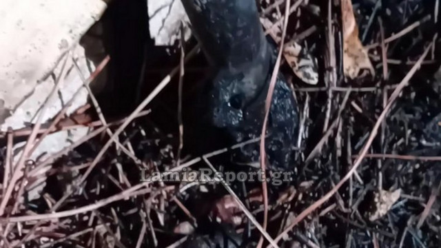 Άμεση-επέμβαση-απέτρεψε-φωτιά-στο-Παράρτημα-του-Ελληνικού-Ερυθρού-Σταυρού-στην-Λαμία