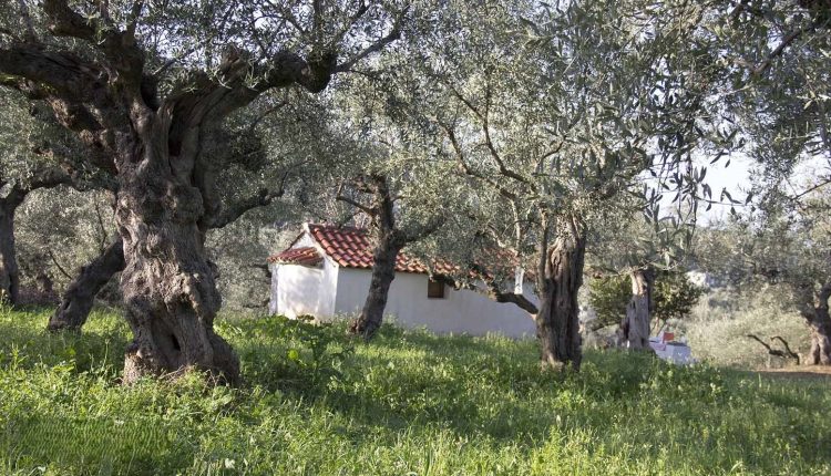 Ο-Μάνης-Χρυσόστομος-για-την-έναρξη-της-συγκομιδής-του-ελαιοκάρπου