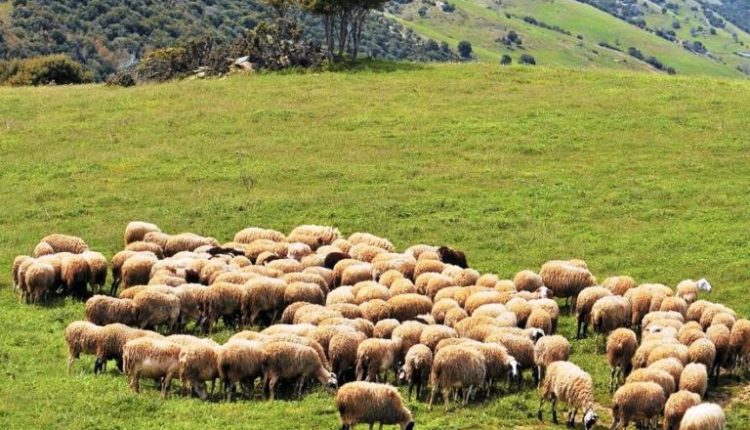 Ευλογιά-αιγοπροβάτων:-Ξεκίνησαν-οι-συλλήψεις-για-παραβίαση-των-μέτρων-βιοασφάλειας-–-Πάνω-από-400000-θανατώσεις-–-ertnews.gr