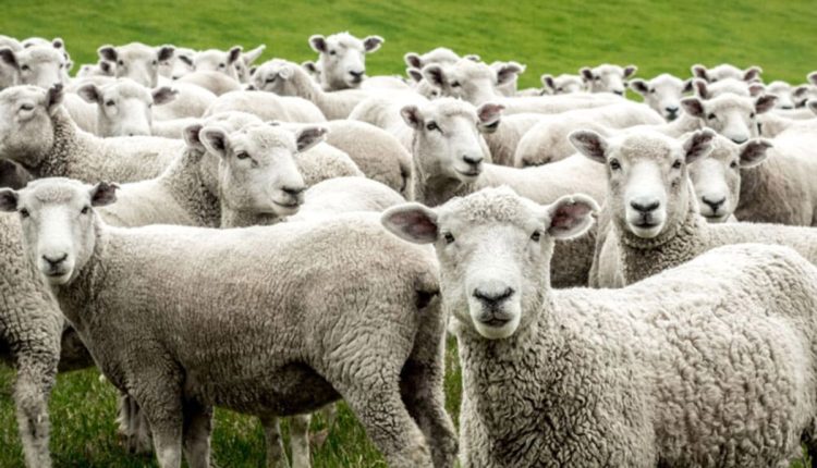 Ενημέρωση-για-το-κρούσμα-καταρροϊκού-πυρετού-σε-εκτροφή-αιγοπροβάτων-στο-Δήμο-Μεσσήνης