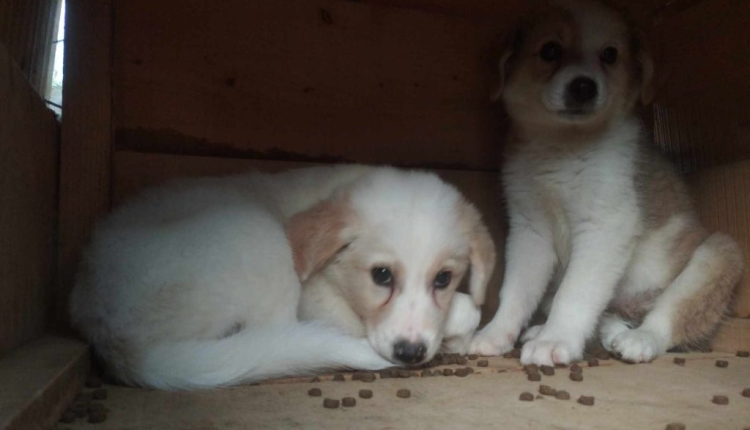 Πάτρα:-89χρονη-θανάτωσε-κουτάβια-και-χτύπησε-25χρονο-–-ertnews.gr