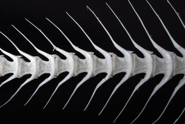 Δεν-κινδυνεύετε-μόνο-να-σας-κάτσει-στον-λαιμό-–-Οι-κίνδυνοι-αν-καταπιείτε-κόκαλο-ψαριού-και-τι-μπορείτε-να-κάνετε