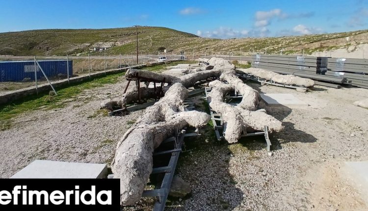 Λέσβος:-«Ξαναζεί»-ένα-δένδρο-ηλικίας-18-εκατομμυρίων-ετών