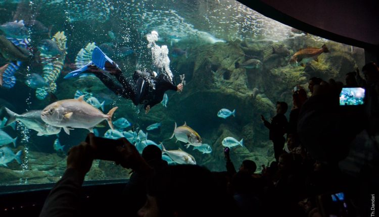 Ο-Αγιασμός-των-Υδάτων-στο-Ενυδρείο-Κρήτης-(ΒΙΝΤΕΟ)
