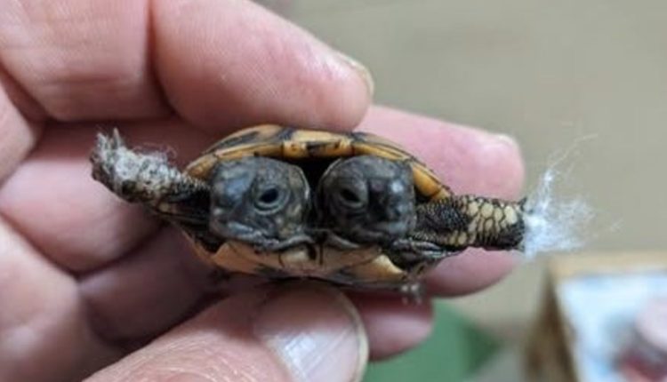 Εντοπίστηκε-χελωνάκι-με-δύο-κεφάλια-στην-Αιτωλοακαρνανία-–-ertnews.gr