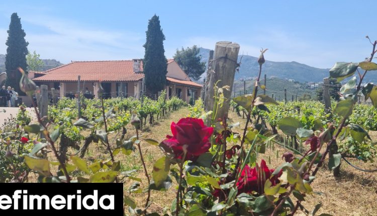 Ιδέες-για-το-Σαββατοκύριακο:-Γευσιγνωσία-σε-αμπελώνες,-δράσεις-για-παιδιά,-Τai-chi-στο-πάρκο-vinyl-market