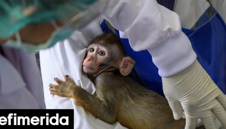 Μία-σε-βάθος-έρευνα-για-τα-πειράματα-στα-ζώα:-Τα-μυστικά-εργαστήρια,-οι-ιατρικές-ανακαλύψεις,-η-αντιπαράθεση