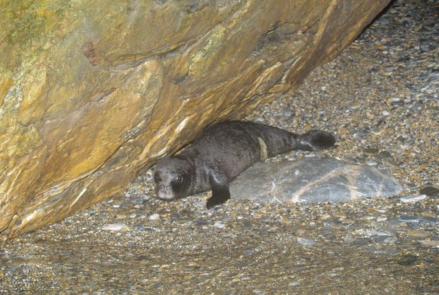 Ευχάριστα-νέα-για-την-μεσογειακή-φώκια:-Επισημάνθηκαν-21-νεογέννητα,-αριθμός-ρεκόρ,-στο-Εθνικό-Πάρκο-Σποράδων