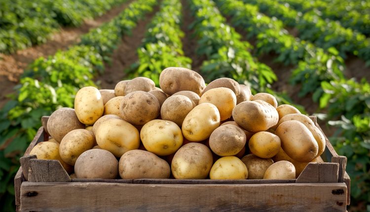 Λατρεύετε-τις-πατάτες;-Αυτοί-είναι-οι-4-πιο-υγιεινοί-τρόποι-για-να-τις-τρώτε