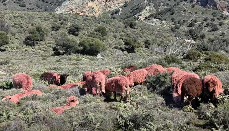 Κτηνοτρόφος-στην-Κρήτη-έβαψε-τα-πρόβατά-του-κόκκινα-για-να-μην-τα-κλέψουν-–-Δείτε-το-βίντεο