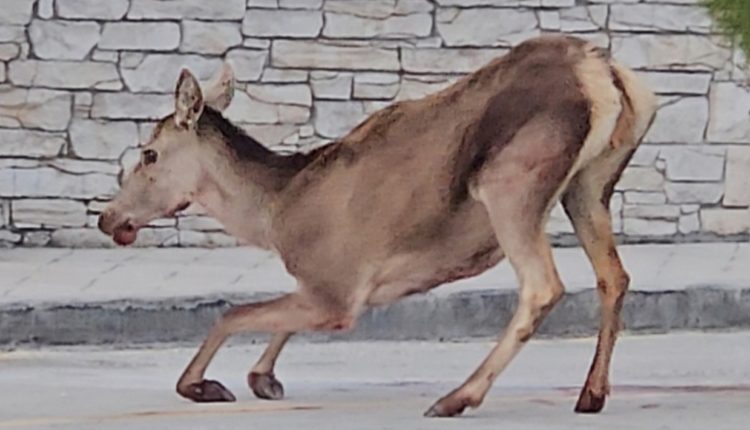 Ελαφίνα-βρέθηκε-σοβαρά-τραυματισμένη-στο-πάρκινγκ-του-τελεφερίκ-της-Πάρνηθας