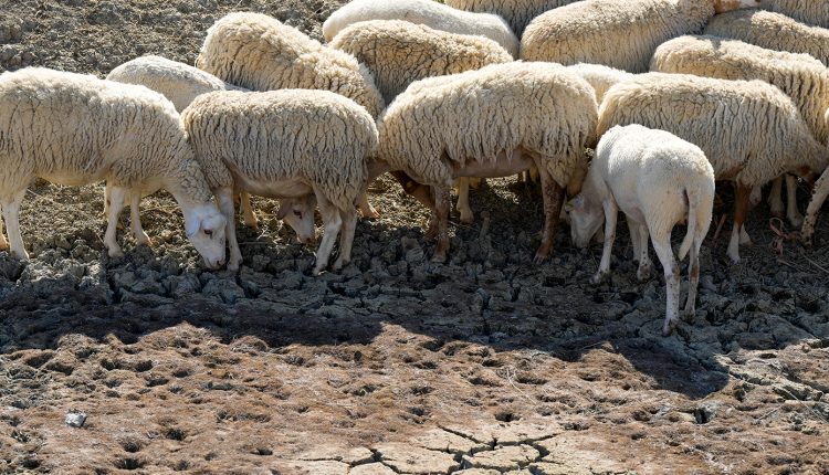 ΥΠΑΑΤ:-Ξεκινά-η-ενεργοποίηση-ιδιωτών-κτηνιάτρων-για-την-αντιμετώπιση-της-ευλογιάς