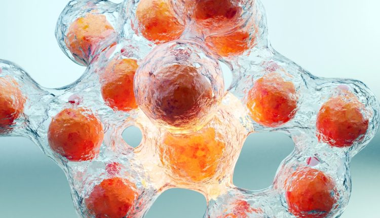 Γιατί-το-σώμα-θυμάται-το-βάρος-που-έχασες-–-Ο-ρόλος-των-λιποκυττάρων