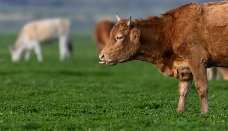 Η-φύση-βρίσκει-ξανά-την-ισορροπία-της-–-Η-«αναγέννηση»-της-ζωής-στη-λίμνη-Κάρλα-μετά-το-πέρασμα-του-daniel