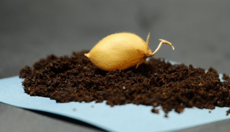 Επιστήμονες-καλλιέργησαν-ρεβίθια-σε-προσομοιωμένο-σεληνιακό-χώμα