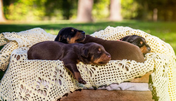 Πρόστιμα-άνω-των-65.000-ευρώ-για-πέντε-παραβάσεις-σε-62χρονο-που-εγκατέλειψε-δύο-κουτάβια-στην-Ασπροβάλτα