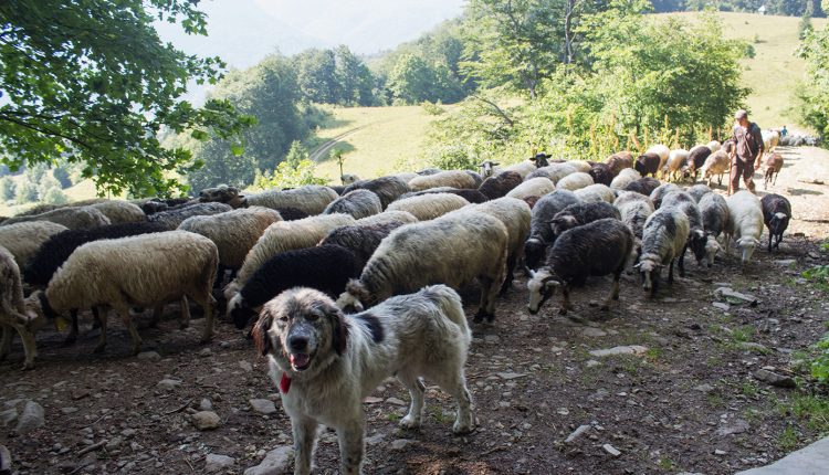 Ανάχωμα-στην-εξάπλωση-της-ευλογιάς-των-αιγοπροβάτων-–-Μπαράζ-ελέγχων-και-συλλήψεων
