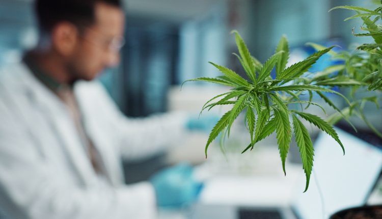 Συνθετικά-της-κάνναβης-μπορούν-να-αντιστρέψουν-νόσο-που-πλήττει-το-ένα-τρίτο-των-ενηλίκων