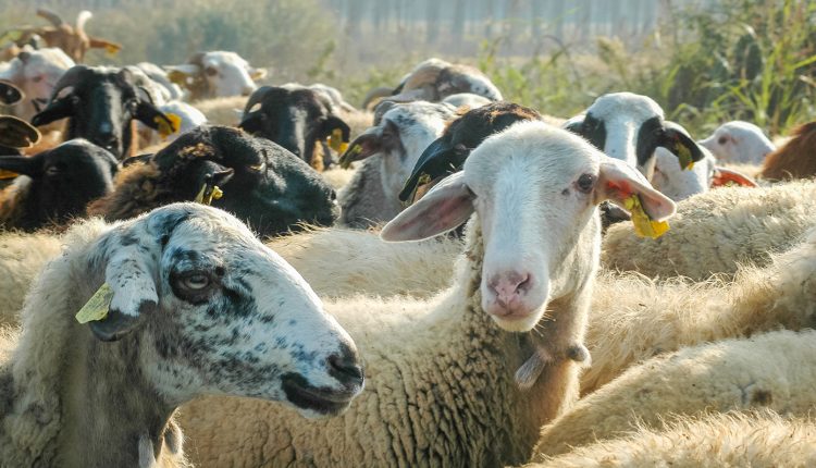 Επιδοτήσεις-για-αιγοπρόβατα:-Υποχρεωτική-η-τοποθέτηση-ενδοστομαχικού-βόλου-από-φέτος