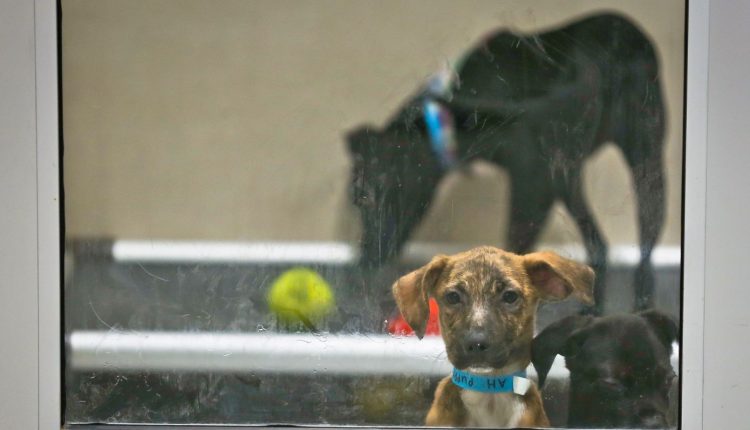 Ετοιμάζεται-ειδική-πτήση-για-τους-50-Έλληνες-που-θέλουν-να-επαναπατριστούν-με-τα-κατοικίδιά-τους-από-το-Ντουμπάι