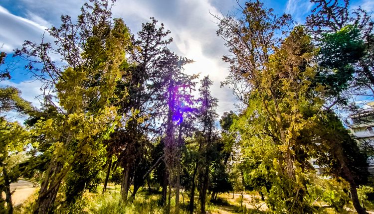 Καιρός:-Συνεχίζονται-οι-ανοιξιάτικες-ημέρες-–-Πόσο-θα-δείξουν-τα-θερμόμετρα-και-πού-υπάρχει-περίπτωση-να-βρέξει