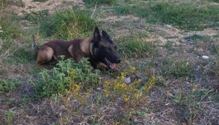 Στη-ΜΕΘ-η-τουρίστρια-που-δέχτηκε-επίθεση-από-αγέλη-σκύλων-στο-Λιτόχωρο-–-Συνελήφθη-αντιδήμαρχος