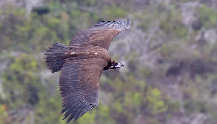 Ενδείξεις-δηλητηρίασης-σε-δύο-μαυρόγυπες-και-έναν-λύκο-στο-Εθνικό-Πάρκο-Δαδιάς-Λευκίμης-Σουφλίου