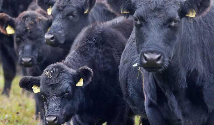 ΠΟΓΕΔΥ:-Ο-αφθώδης-πυρετός-απειλεί-την-κτηνοτροφία