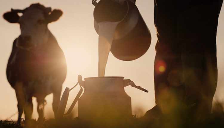 Σταματά-η-αγορά-γάλακτος-στη-Λέσβο-–-Συναγερμός-για-τον-αφθώδη-πυρετό