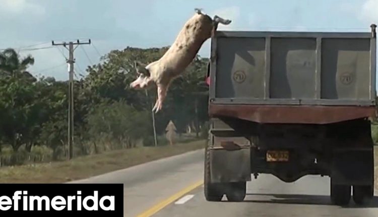 «Ζωικός-Καπιταλισμός»-στο-ΕΜΣΤ:-Ενα-διήμερο-που-θα-αλλάξει-τη-σκέψη-και-μάλλον-και-τη-διατροφή-σου