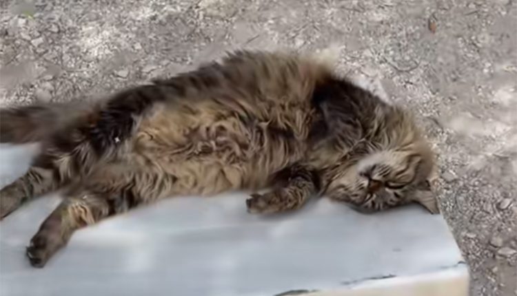 Πέθανε-η-διάσημη-γάτα-της-Ακρόπολης-–-Η-Λουκία-που-ήταν-το-σύμβολο-του-Αρχαίου-Θεάτρου