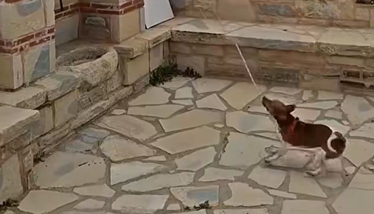 Ο-πιο-πιστός-«νεωκόρος»-είναι-τετράποδος-και-χτυπάει-την-καμπάνα-–-Δείτε-το-βίντεο