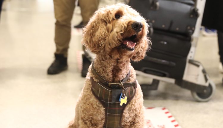 «Τα-ζώα-μας-δεν-είναι-αποσκευές»:-Έφτασε-η-πρώτη-πτήση-επαναπατρισμού-ζώων-συντροφιάς