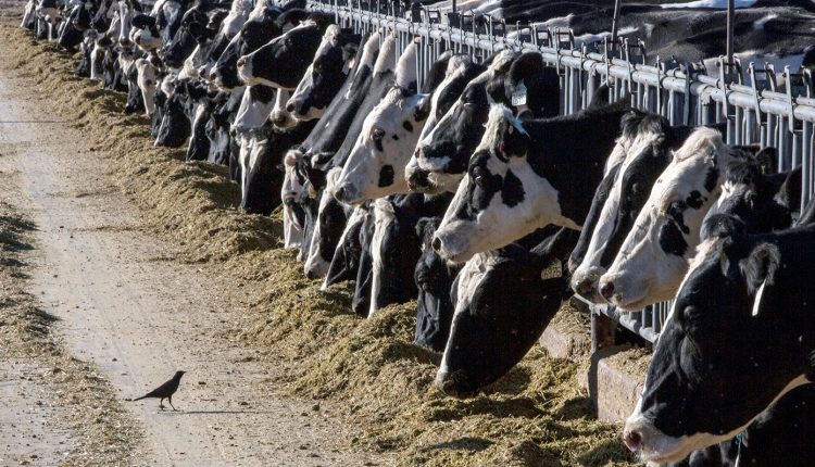 Απελπισμένοι-οι-κτηνοτρόφοι-της-Λέσβου-–-Σε-καραντίνα-το-νησί-λόγω-αφθώδους-πυρετού