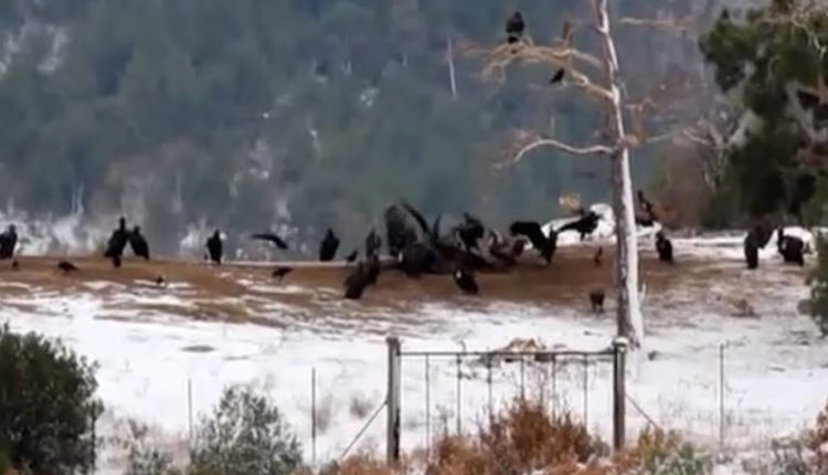 Συναγερμός-στο-δάσος-της-Δαδιάς-–-Άγνωστοι-έριξαν-δηλητηριασμένα-δολώματα-–-Νεκροί-μαυρόγυπες,-κίνδυνος-και-για-άλλα-προστατευόμενα-είδη